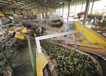 El futuro de las almazaras industriales, en peligro 