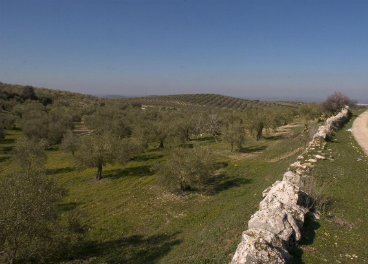 La superficie de olivar ecológico aumenta un 4,6% en 2019